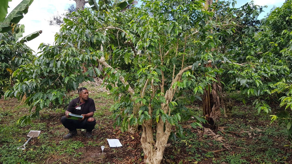 Papua New Guinea PNG Eastern Highlands Marawaka Village Blue Mountain green coffee bean sustainable shade grown farming process Organic certification
