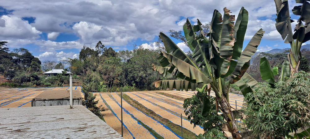 Papua New Guinea PNG Eastern Highlands Marawaka Village Blue Mountain green coffee bean sustainable shade grown farming process Dry mill