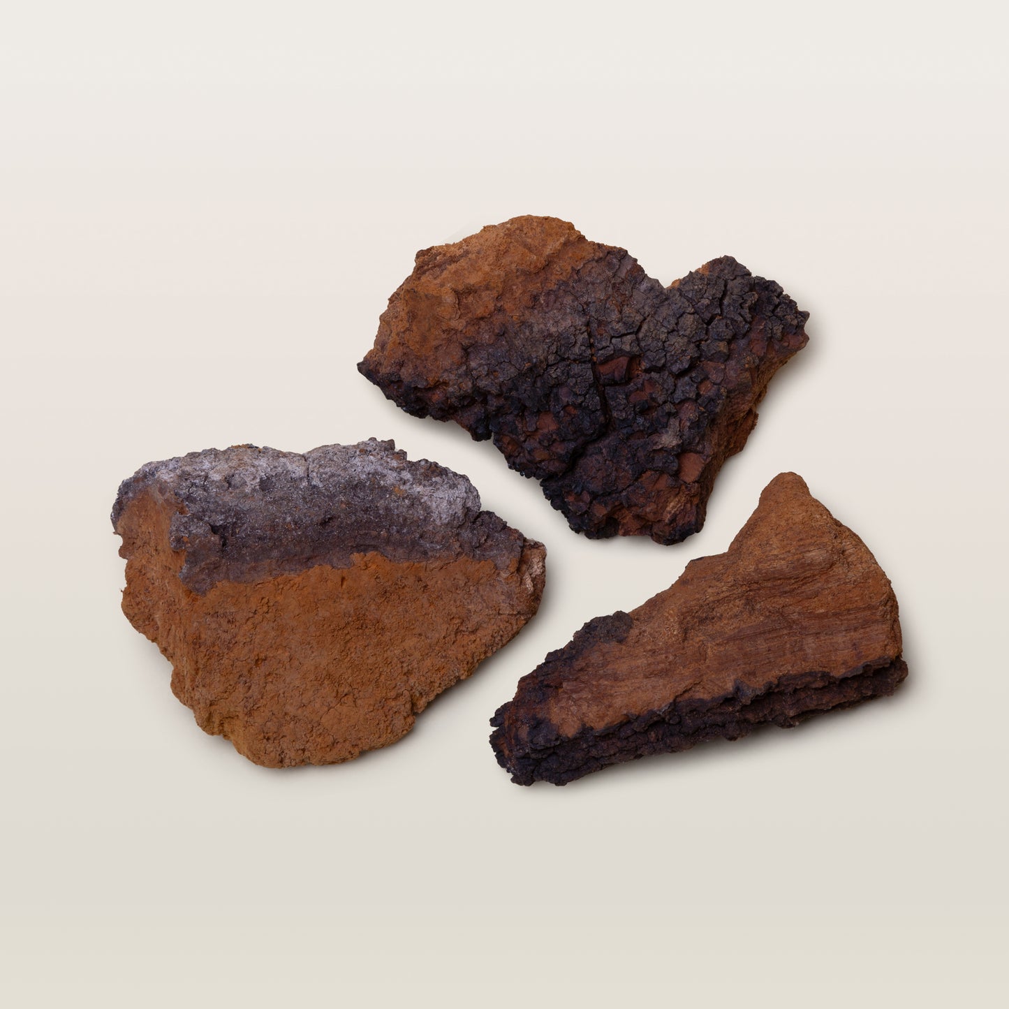 Chaga