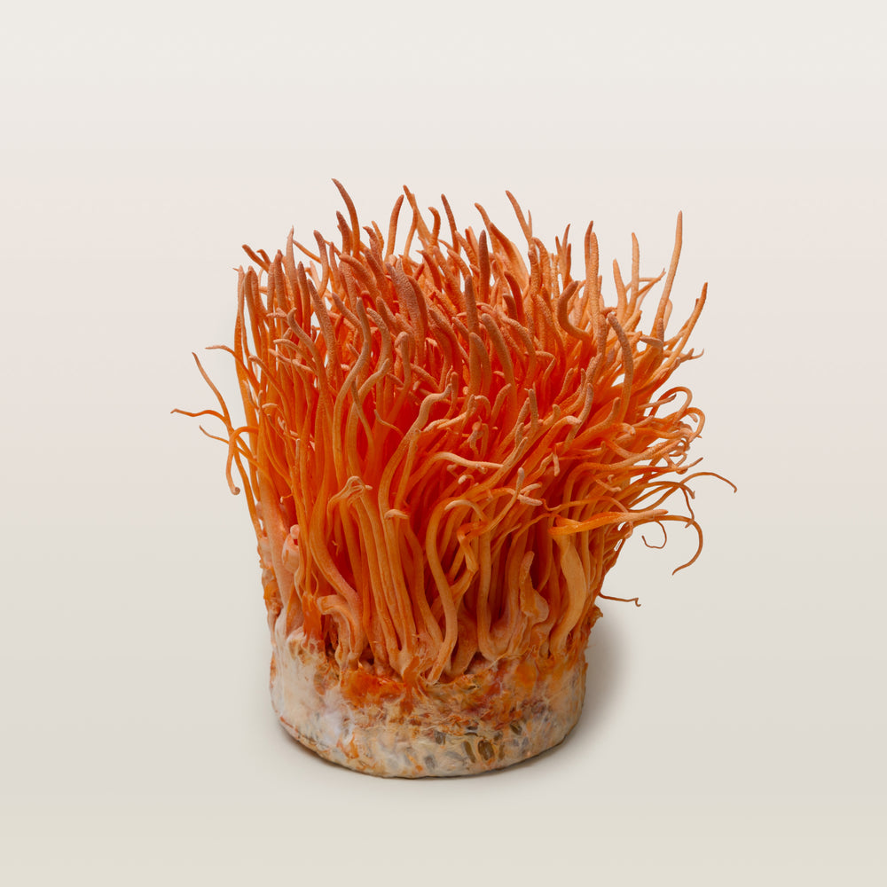 Cordyceps