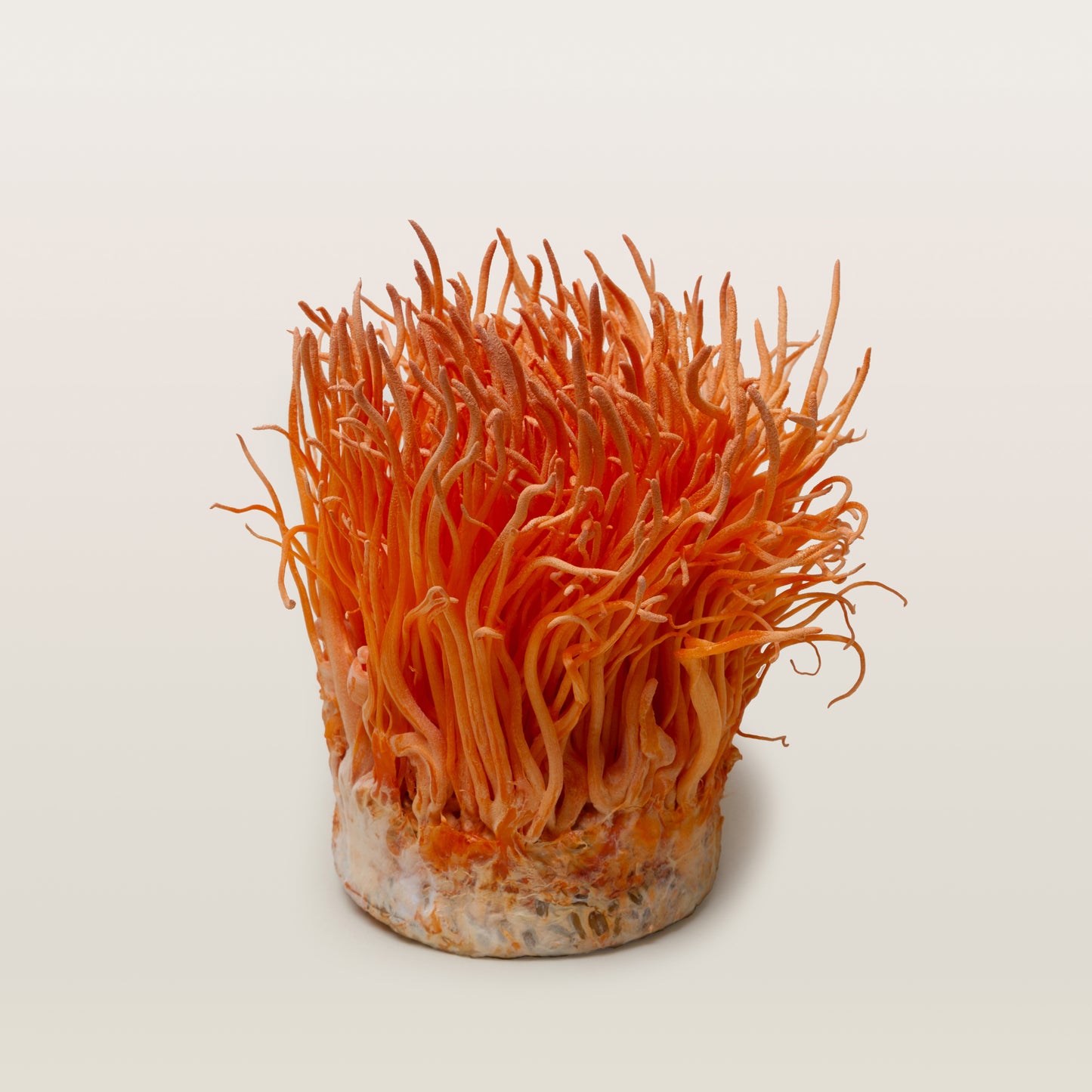 Cordyceps